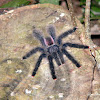 Peruvian Pinktoe Tarantula