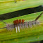 Brown Tussock Moth Caterpillar