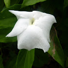 Moon flower