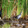 Common Moorhen (Adult and Juvenile)