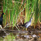 Common Moorhen (Adult and Juvenile)