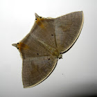 Uraniid-Mimic Moth