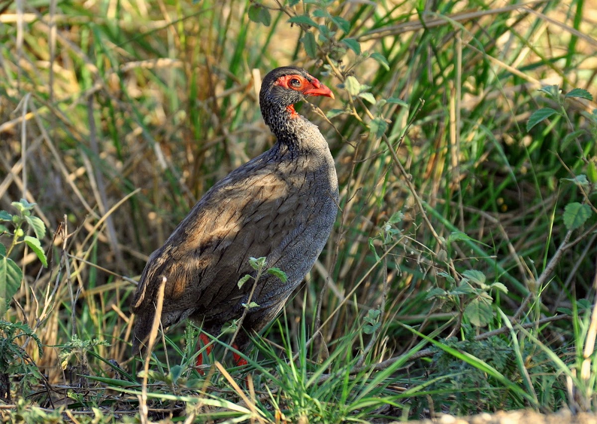 Red-necked Francolin