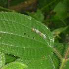 Rose Myrtle Lappet Moth Caterpillar (Juvenile)