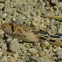 (Western) Gopher Snake