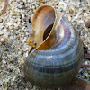 Channeled Apple Snail shell