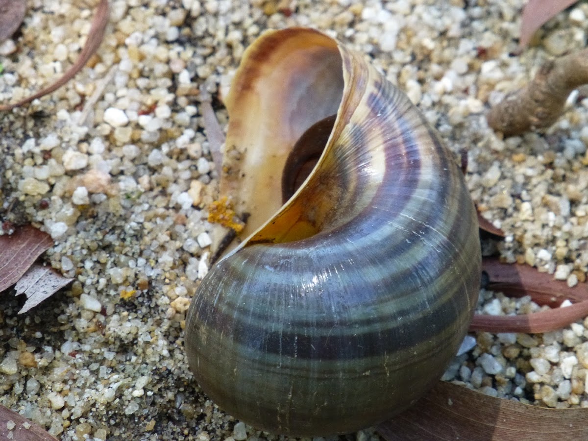 Channeled Apple Snail shell