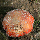 fly agaric