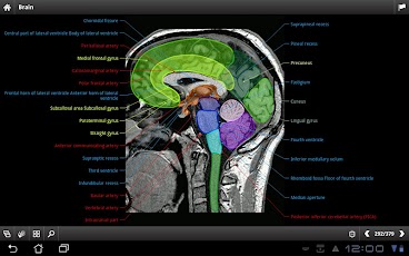 IMAIOS e-Anatomy
