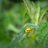 22-Spot Ladybird