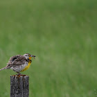 Western Meadowlark