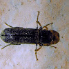 Poplar Ambrosia Beetle