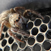 Pantropical Jumping Spider (female)