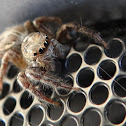 Pantropical Jumping Spider (female)