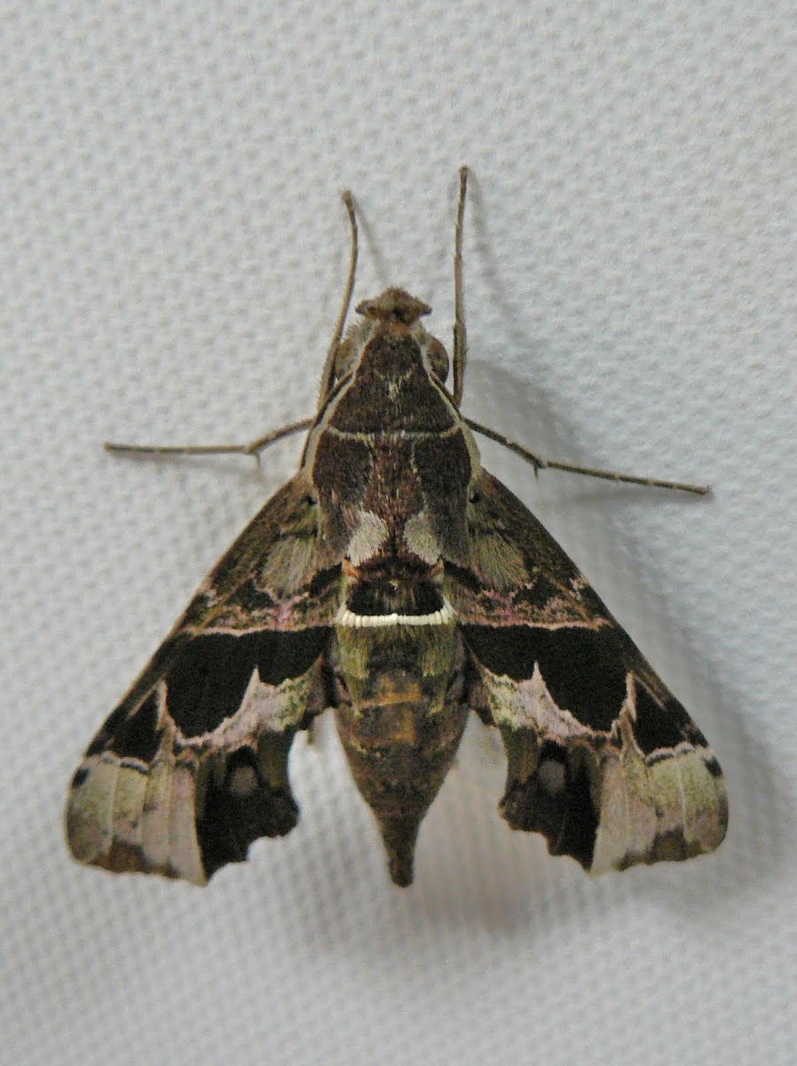 Sphingid moth