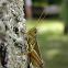 Two-striped Grasshopper (male)