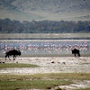 Flamingo and Buffalo