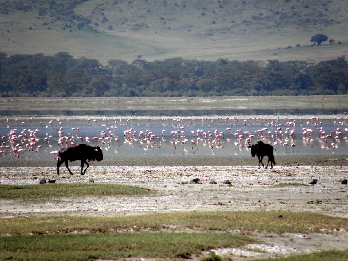 Flamingo and Buffalo