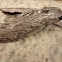 Convolvulus Hawk-moth - Windenschwärmer