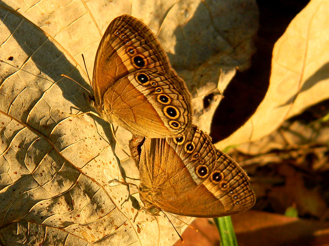orange bush-brown butterflies (mating)