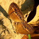 orange bush-brown butterflies (mating)