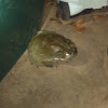 Colorado River Toad or Sonoran Desert Toad