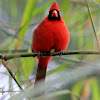 Cardinal