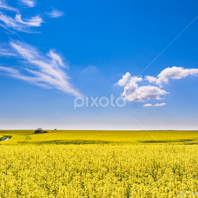 Canola fields by Catalin-Adrian Neacsu - Landscapes Prairies, Meadows & Fields