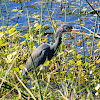 Tricolored Heron