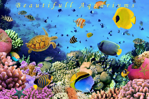 免費下載娛樂APP|Aquarium Live Wallpaper app開箱文|APP開箱王