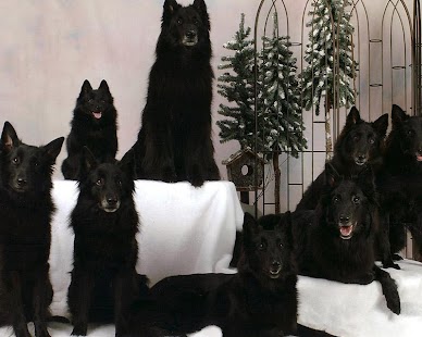 Belgian Sheepdog Wallpapers Screenshots 2