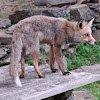 red fox, zorro común