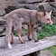 red fox, zorro común