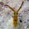 Bigfin Reef Squid (juvenile)