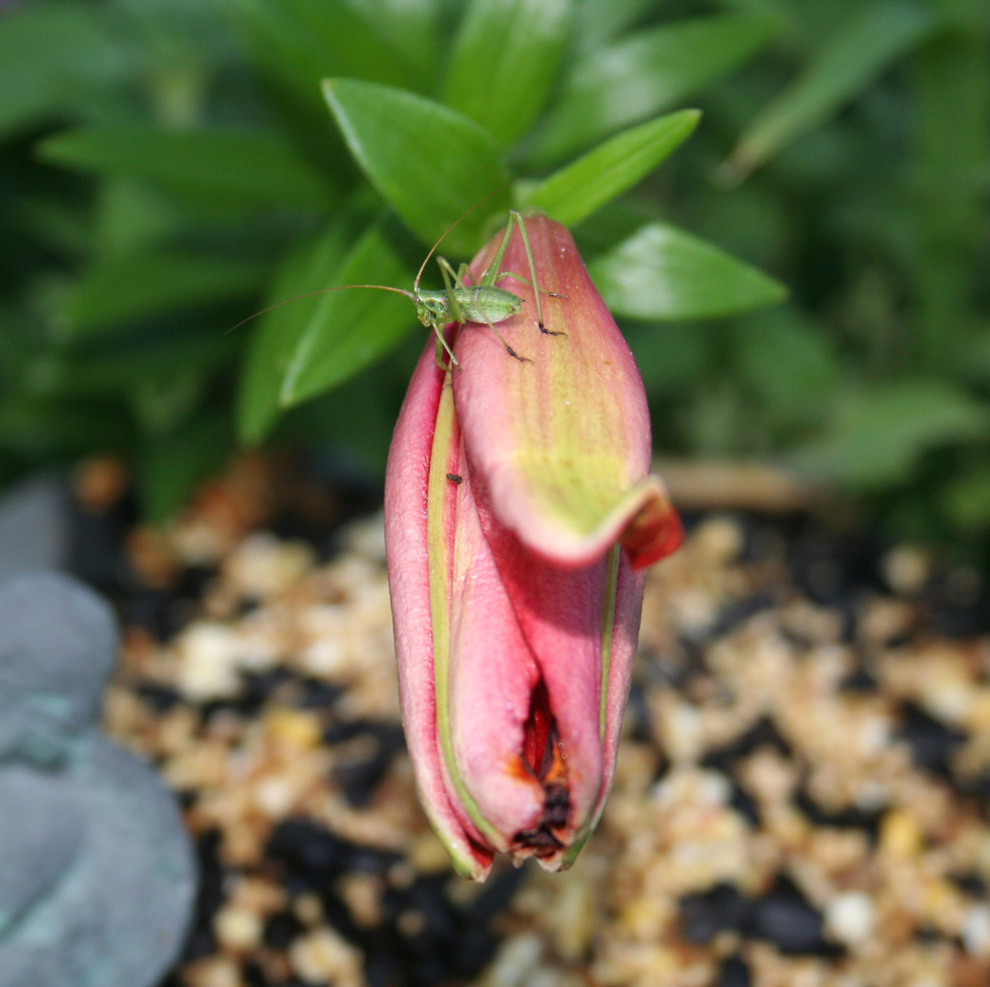 Katydid nymph