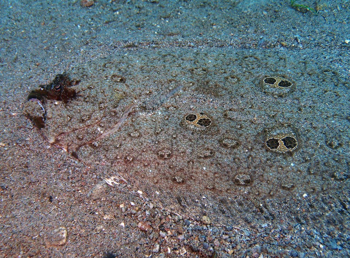 Ocellated flounder
