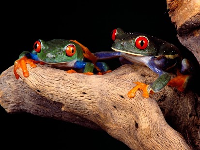 How to install Frogs - HD Wallpapers lastet apk for pc