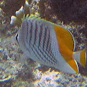 Yellowtail Butterflyfish