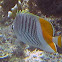 Yellowtail Butterflyfish