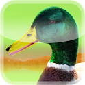 Ducks 3D Live Wallpaper FREE icon