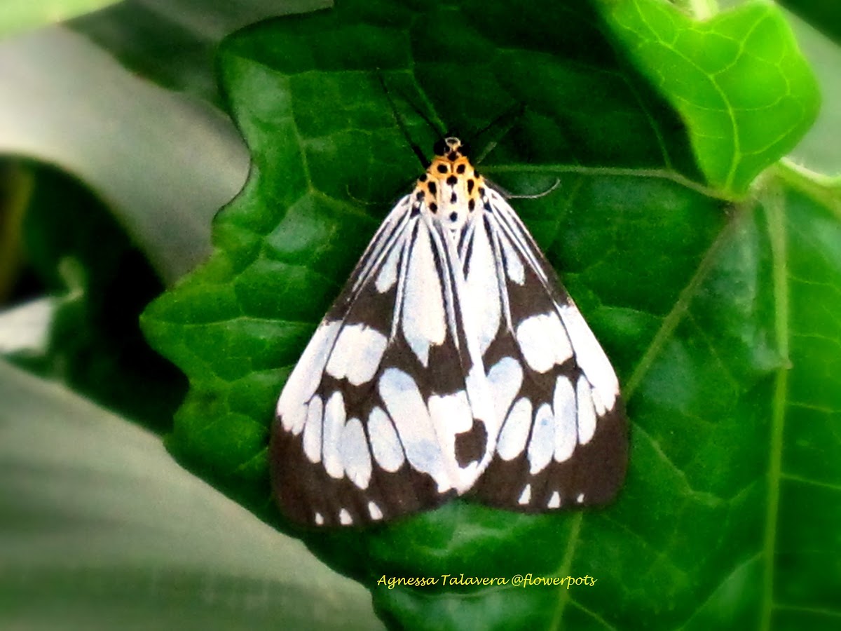 Marbled White Moth (Female)