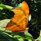 Ruddy Daggerwing