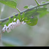 Tobacco hornworm with the eggs of the parasitoid wasp Cotesia congregata