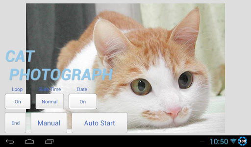 CATS PHOTO SLIDESHOW