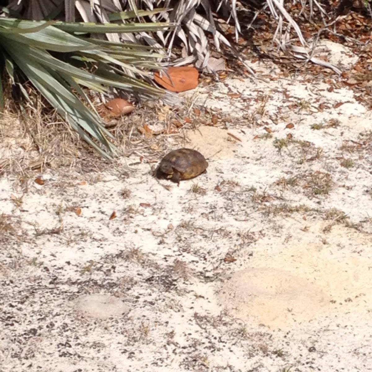 Gopher tortoise