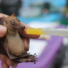 Long-tongued Nectar Bat