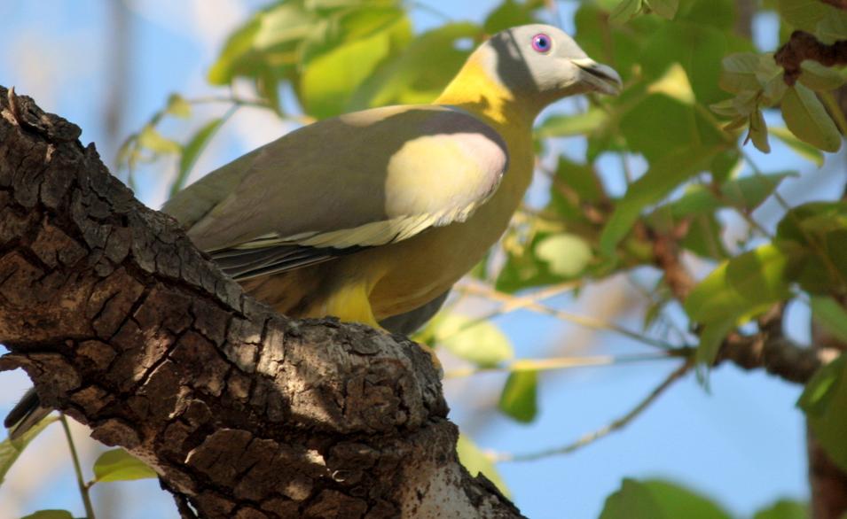 Yellow footed Green Pigeon