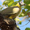 Yellow footed Green Pigeon