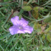 Wild Petunia