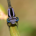 Blue Damselfly (Caballito del diablo)